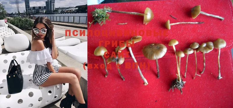 магазин    Бабаево  Псилоцибиновые грибы Psilocybe 